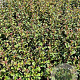 Fuchsia 'Riccartonii' GM 2,0L