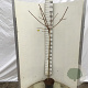 Ginkgo bil. 'Mariken' 120 cm stam 10L