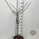 Ginkgo bil. 'Mariken' 60 cm stam 7,5L
