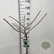 Ginkgo bil. 'Mariken' 60 cm stam 7,5L
