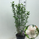 Hibiscus syr. French Cabaret Pastel 60-80 cm 7,5L