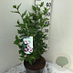 Hibiscus syr. 'Hamabo' 50-60 cm 7,5L