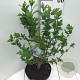 Hibiscus syr. 'Marina' 60 cm stam 7,5L