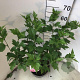 Hibiscus syr. Pink Giant 50-60 cm 7,5L
