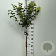 Hydrangea pan. Sundae Fraise 90 cm stam 7,5L