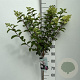 Hydrangea pan. Sundae Fraise 90 cm stam 7,5L