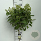 Hydrangea pan. Skyfall 60 cm stam 7,5L