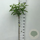 Hydrangea pan. Skyfall 90 cm stam 7,5L