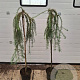 Larix kaempf. 'Stiff Weeper' 120 cm stam 7,5L