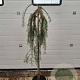Larix kaempf. 'Stiff Weeper' 120 cm stam 7,5L