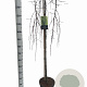 Larix kaempf. 'Stiff Weeper' 120 cm stam 7,5L