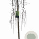 Larix kaempf. 'Stiff Weeper' 120 cm stam 7,5L