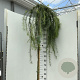 Larix kaempf. 'Stiff Weeper' 180 cm stam 15L