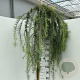 Larix kaempf. 'Stiff Weeper' 180 cm stam 15L