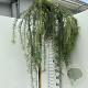 Larix kaempf. 'Stiff Weeper' 180 cm stam 15L