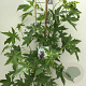 Liquidambar s. 'Worplesdon' 150-175 cm 7,5L Gestokt