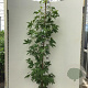 Liquidambar s. 'Worplesdon' 150-175 cm 7,5L Gestokt