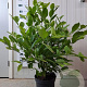 Magnolia stellata 50-60 cm 7,5L