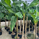 Musa basjoo GM 2,0L