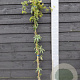 Passiflora caerulea 150-175 cm vierkant rond 5,5L