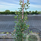 Photinia fraseri 'Red Robin' 175-200 cm 20L