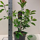 Photinia fraseri 'Red Robin' 40-60 cm 5,0L