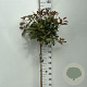 Photinia fraseri 'Red Robin' 90 cm stam 10L