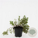Potentilla f. 'Elizabeth' GM 1.5