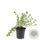 Potentilla f. 'Elizabeth' GM 1.5