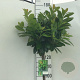 Prunus l. 'Antonius' 120 cm stam 10L
