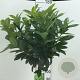 Prunus l. 'Antonius' 120 cm stam 10L
