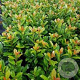 Prunus l. 'Antonius' 150 cm stam 12L