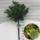 Prunus l. Etna 180 cm stam 15L
