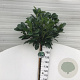 Prunus l. Etna 180 cm stam 15L