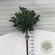 Prunus l. Etna 180 cm stam 15L