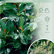 Prunus l. Etna 180 cm stam 15L