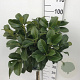 Prunus l. Etna 60 cm stam 10L