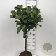 Prunus l. Etna 60 cm stam 10L