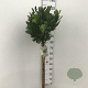 Prunus l. 'Mano' 90 cm stam 10L