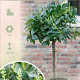 Prunus l. 'Mano' 90 cm stam 10L