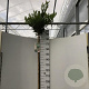 Prunus l. 'Otto Luyken' 180 cm stam 15L