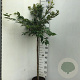 Prunus subh. 'Autumnalis Rosea' 90 cm stam 7,5L