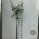 Pyrus salicifolia 'Pendula' 120 cm stam 7,5L