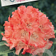 Rhododendron 'Virginia Richards' 60-70 cm 20L