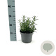 Rosmarinus officinalis GM 2,0L