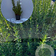 Rosmarinus officinalis GM 2,0L