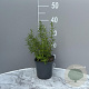 Rosmarinus officinalis GM 2,0L