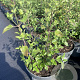 Salvia micr. 'Hot Lips' GM 2,0L