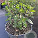 Salvia micr. 'Hot Lips' GM 2,0L