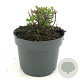 Salvia micr. 'Hot Lips' GM 2,0L
